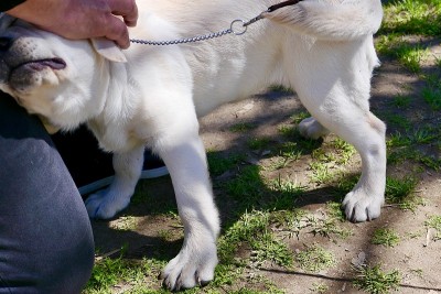 拉布拉多寻回犬小狗