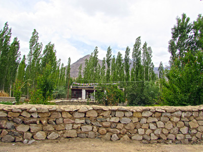 杨树