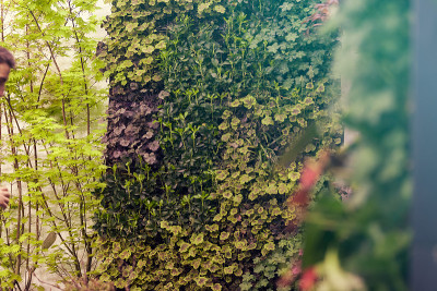 野生tree-creeper