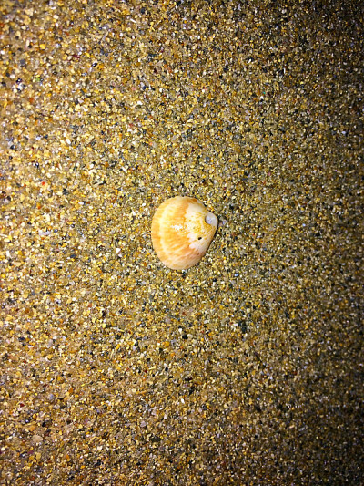 海滩上的贝壳