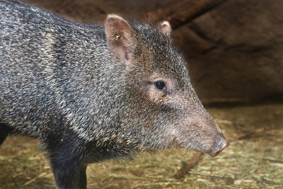 领子Peccary从近距离拍摄。