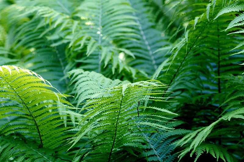 花园场景