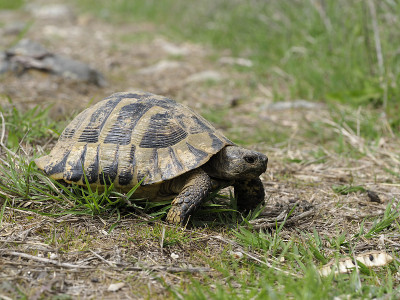 赫尔曼的乌龟，Testudo hermanni