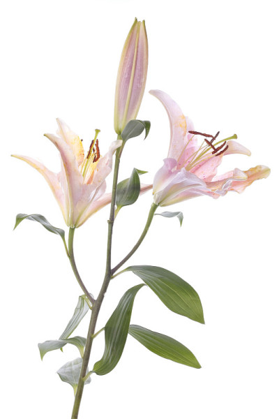 占星百合花在白色之上