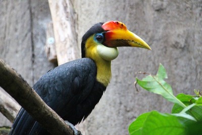 钢材corrugatus