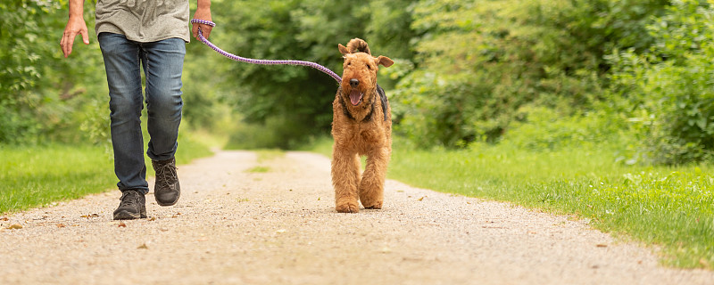 万能梗。训犬师正带着他听话的狗在森林里的路上走着。