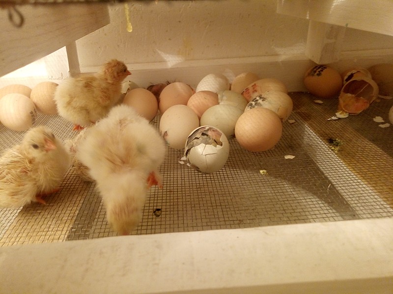 Chickens hatched in an incubator