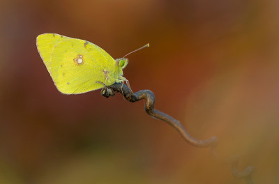 云状黄蝴蝶(Colias croceus)