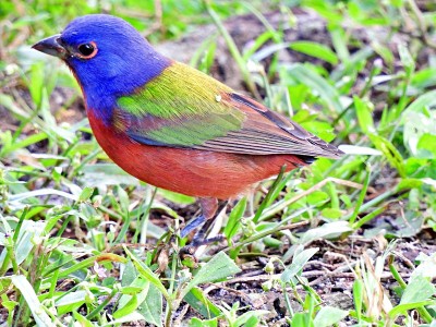 彩绘凤尾(Passerina ciris)雄站在草丛中
