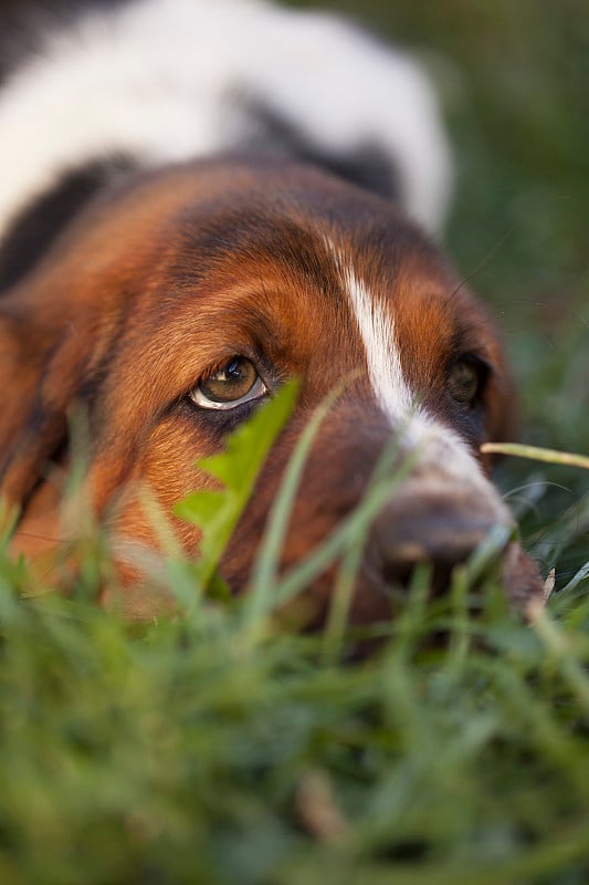 狗巴塞特猎犬