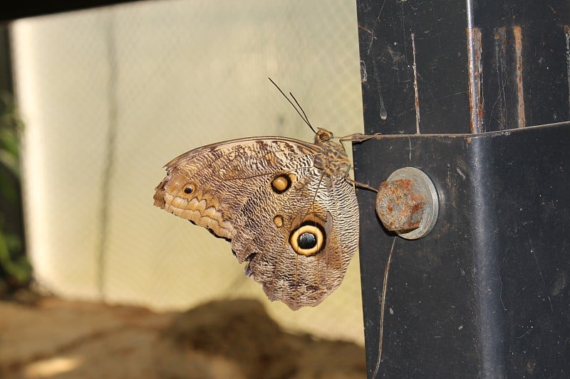 森林巨猫头鹰蝴蝶- Caligo Eurilochus