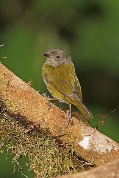 常见Bush-tanager