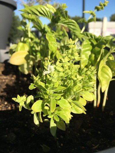 香蒜沙司罗勒开花