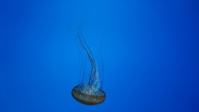 水母