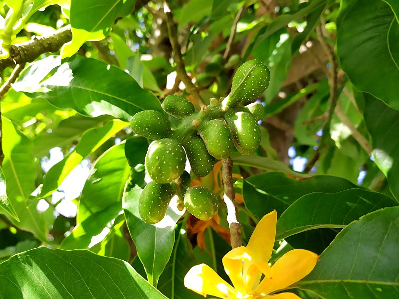 植物花果黄玉兰——黄玉兰