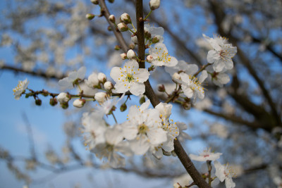 李子的花