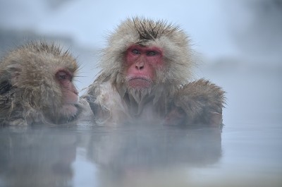 日本雪猴