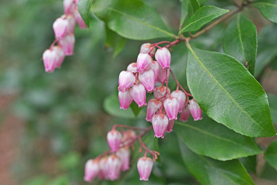 菜