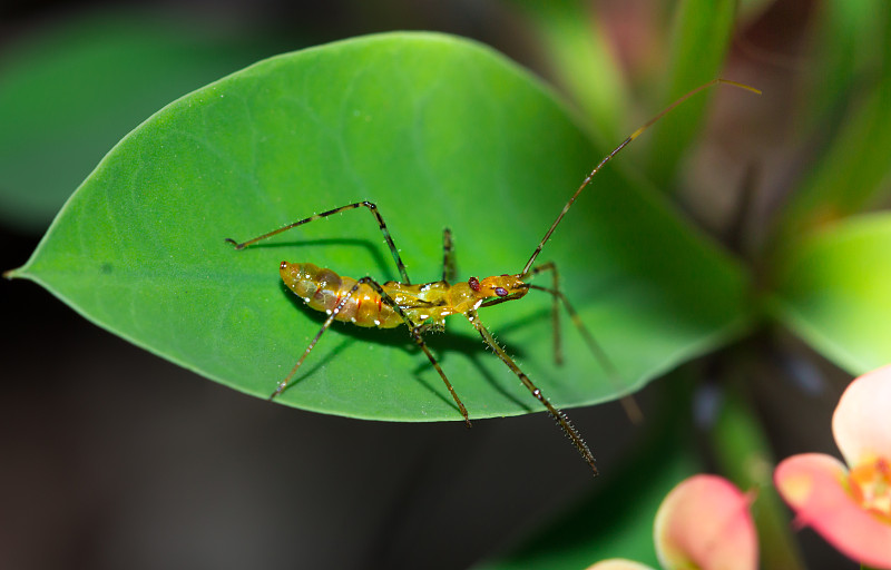 棕色猎蝽若虫(Acanthaspis obscura)坐在一片绿叶上，亚马逊丛林，马德雷迪奥斯，Pu