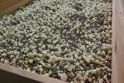 将茶叶和茉莉花芽混合
