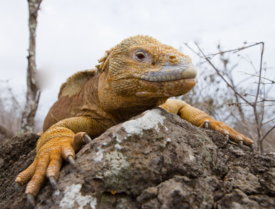 The land iguana sitting on the rocks.