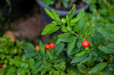 五彩缤纷的番茄植物遍布乡间花园，春夏秋冬，景色无边无际