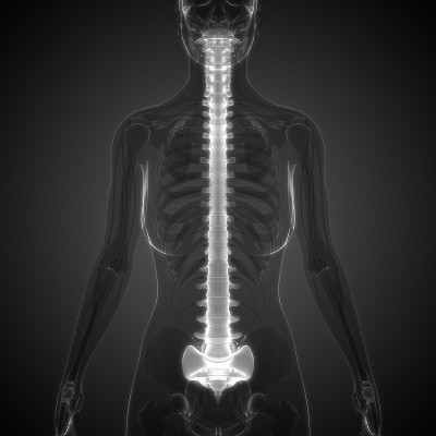 人体骨骼系统脊柱解剖学