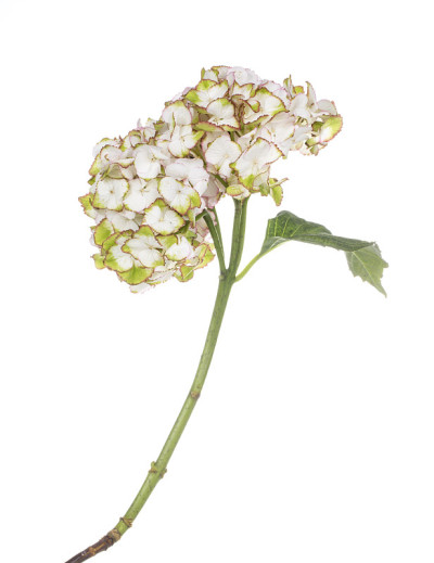 绣球花