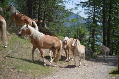 马在Southtyrol
