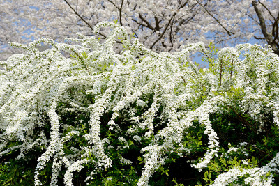 spiraea花