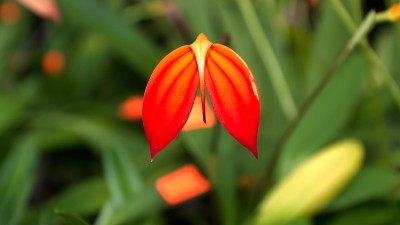 小的红色的花