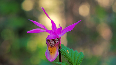 Calypso是一个属的兰花，包含一个物种，Calypso bulbosa，被称为Calypso兰花