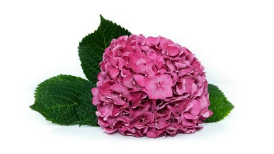 白色背景上的绣球花