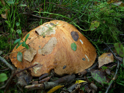 蘑菇Leccinum versipelle