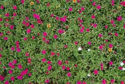 小豕草的花