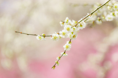 梅花盛开