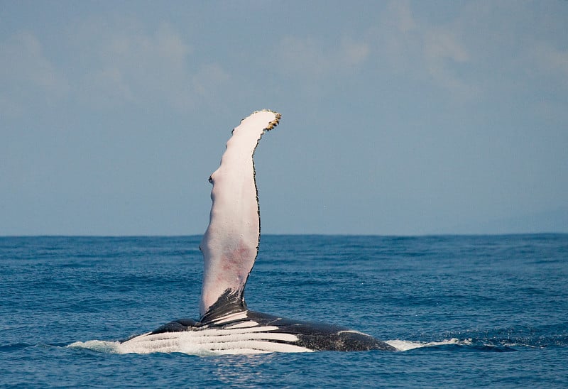 The fin humpback whale.