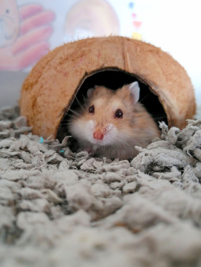 仓鼠