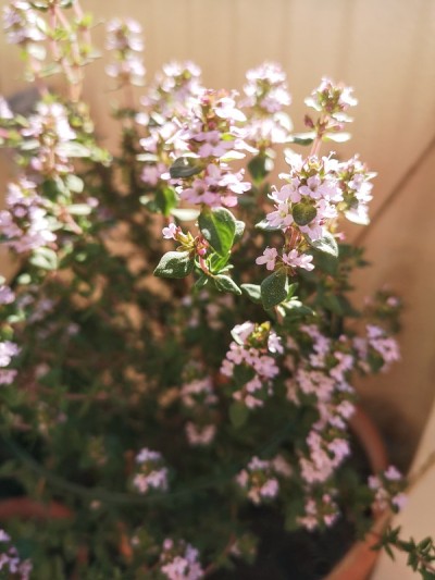 百里香开花