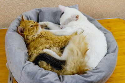 两只猫躺在它们柔软舒适的猫床上