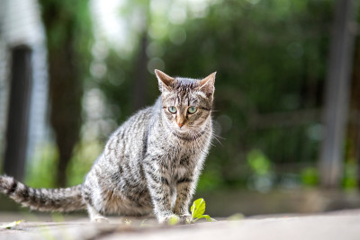 可爱的灰色条纹猫坐在户外夏天的街道上。