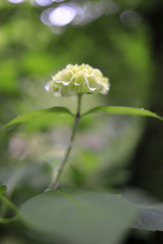 日本神奈川镰仓的绣球花(一朵白花)