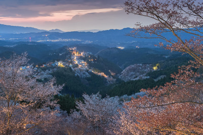 吉野山樱花盛开