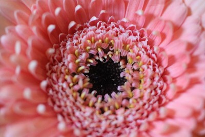 宏粉红色雏菊