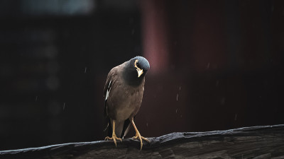 毒枭在雨天。