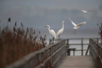 德国大白鹭(Ardea alba)