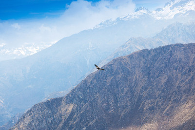 秃鹰在高山上空翱翔