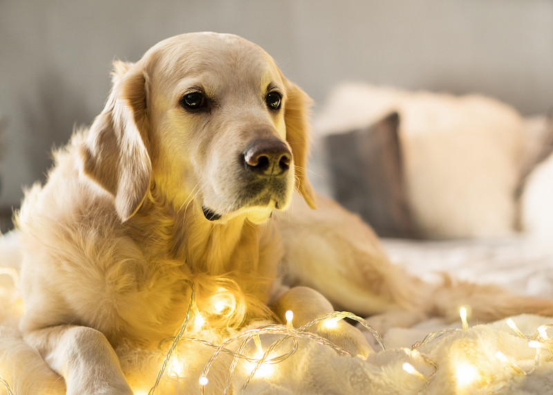 可爱的金毛猎犬轻柔和灰白色斯堪的纳维亚纺织装饰外套枕头在房子或酒店的现代床。圣诞节的概念。