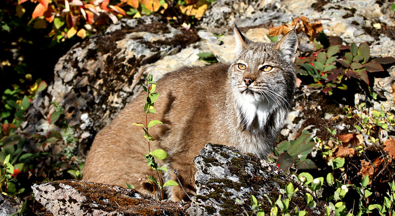 加拿大山猫