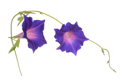 牵牛花的花